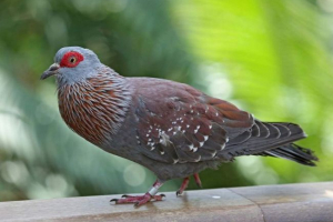 Pohromný holub - africký pernation messenger Pohromný holub - africký pernation messenger